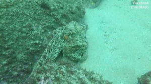 Insane footage of a Moray eel attacking an octopus as it scurries away to safety