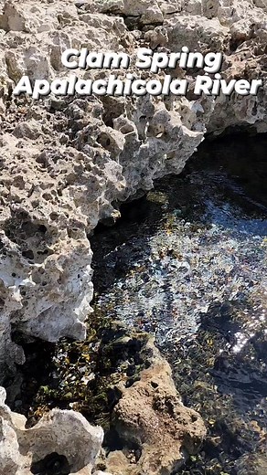 2.8K views · 103 reactions | Clam Spring is the first spring that flows on the Apalachicola River about 1 mile downstream from the Jim Woodruff Dam. #florida #springs #summer #explore | Florida Panhandle Springs and Fossils | Facebook