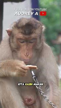 RESCUE A TUMORED MARCOON THAT HAS BEEN STOLEN FOR 6 YEARS TIED ALONE TO A TREE IN CIJANTUNG #Audr...