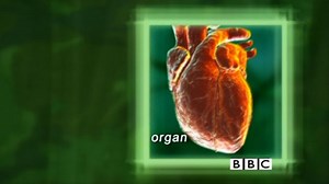 Cells, tissues and organs