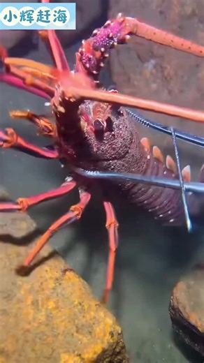 A lot of fresh Meal at sea #catching #outdoorcooking #catchandcook #seafood #fyp