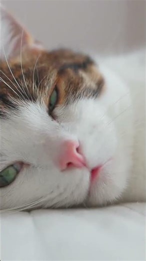 Cozy Bed Designs for Pet Comfort