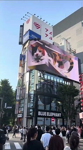 Experiencing 3D Cat Billboard, Shinjuku, Tokyo, Stunning Tours from Christian P. 🇯🇵