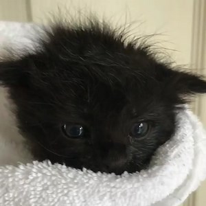 I can practically feel the floof on that noggin... . Eu posso praticamente sentir o floof naquela noggin .... Prácticamente puedo sentir el suelo en esa cabeza ... Fostering kittens in Northern California Credit : foster_furbabies ,on instagram | Catspage for catlovers from all around the world