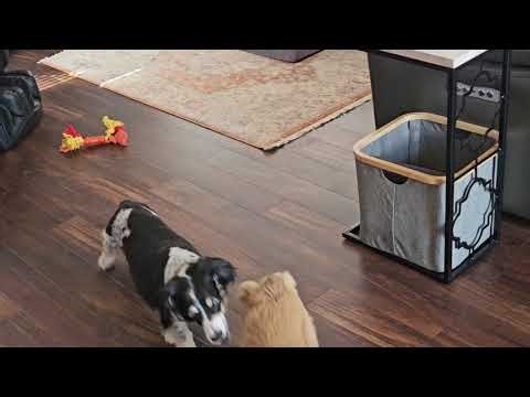 Maxwell & Frankie playing 9/7/23