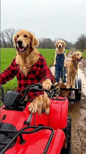 Golden Retriever Mom Rescues Stray Dog in the Rain - Heartwarming Family Adventure! | Mama Dog