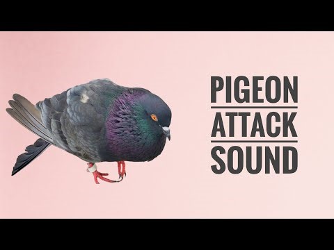 Black Pigeon To Black Pigeon Sound Effect || Pigeon Attack Sound || Black Pigeon