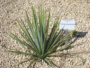 More Yucca Uses: Food, Soap, Fire Starters, and Fishing