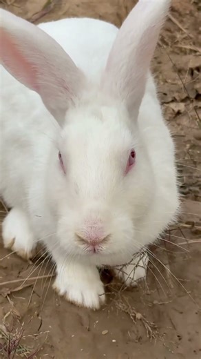Little Bunny Standing Up! 🥺 #animals #pets #cute #bunny #cuterabbit #cuteanimals #viral