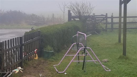 Border Collie Beat Dog-Proofing Hedges