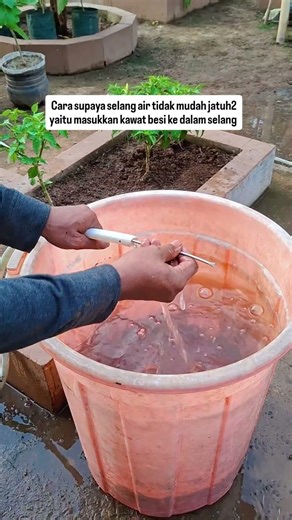 cara supaya selang air tidak mudah jatuh-jatuh #berkebun #pertanian #education