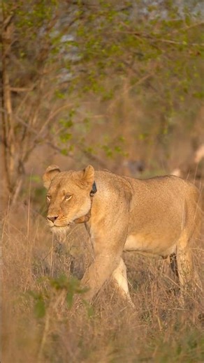 This Lioness Walked Through the Grass and Joined Her Friend 🦁🦁#WildlifeKenya#Lioness#NatureShorts