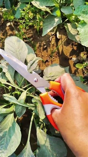 Cutting #Capsicum #trending #flowers #garden # viral short #Ever Greenary #love