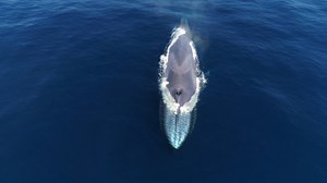369 reactions · 153 shares | "The Azores Archipelago is a magnet for...