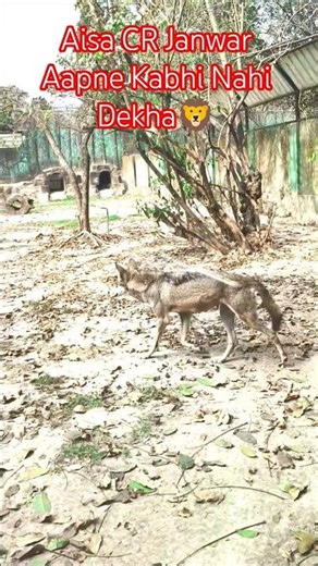 Aisa Siyar Janwar Aapne Kabhi Nahi Dekha🐈? #shorts #trending #vlog #safe