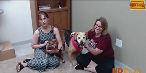 ND Today Adopt A Pets are Pipsi & Abbey