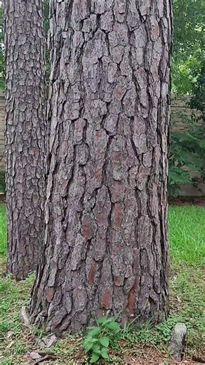 Sprinkler system repair by severe tree roots 💦 Customer couldn't use her sprinkler system 😲 #howto