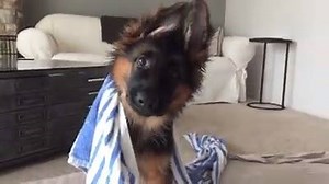 250K views · 19K reactions | "Wait—German Shepherds are the #AKCBreedOfTheDay?! SERIOUSLY?! THAT'S ME!!" - Enzo the puppy via enzovonnummereins: instagram.com/enzovonnummereins/ | American Kennel Club | Facebook