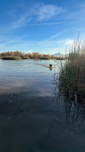 12K views · 160 reactions | The Gundog Program.. the meat and...