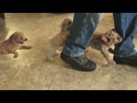 Cockapoo Puppies For Sale