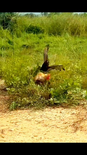 240K views · 501 reactions | O re vai dekhun kauyar kaj dekhun #facebookreelsviral #reelsviralシ #reelsfacebook #technology #viralreelsシ | Badsha Khan Block | Facebook