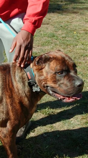 We're so excited to announce that we has been nominated for Best of Long Island! 🎉🐶 Thank you for all of your support. Make sure to head to bestoflongisland.com and cast your vote for us! Let's bring this home together! https://www.bestoflongisland.com/voting/#/gallery?group=529144 #BestOfLI #DogLovers #Bestoflongisland #bestoflongislanddogtraining #awardnominee #dogtrainingaward #K9Advanced #K9advanceddogtraining #k9advancedLongisland #BoardAndTrainLongIsland #BoardAndTrain #DogTrainingLongIs