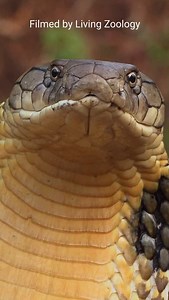 186K views · 59K reactions | Snakes are amazing animals. These...