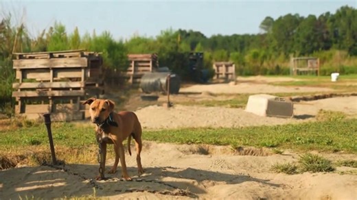 ASPCA TV Spot, 'Count on You: $21 per Month'