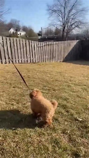 Hawk Attack Sparks Neighborhood Dog Chaos