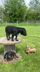 2.1K views · 137 reactions | Turbo is so rude  Using Buddy as a long jump 臘‍♀️ | Impackt Behaviour | Facebook