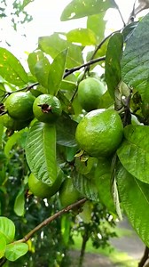 375K views · 10K reactions | Guava in the morning殺 | Grafting Examples | Facebook