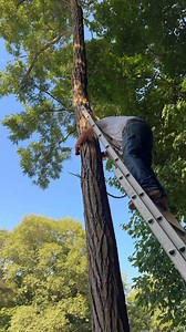 Monster winch! Tajfun the best on the market 🪓🇺🇸💪 | Timberkutterpatriot