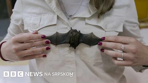 Slepi miševi u Srbiji: Istine i zablude o najomraženijim životinjama - BBC News na srpskom