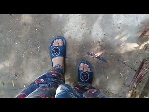 Roosters & Hen on a sunny day in Spring consuming grass, legumes, leafy green weeds, insects, worms