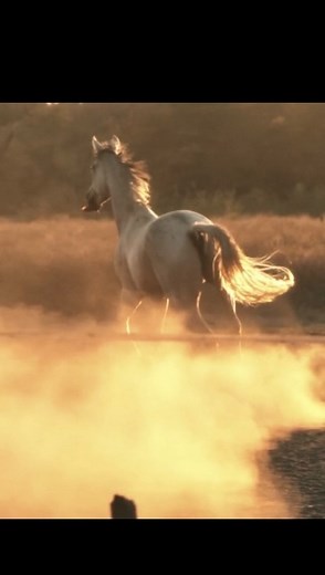 Noah Bowman on Instagram: "1969 Mustang Mach 1, Pure American Muscle @anitasmustang #fordmustang #videography #mach1"