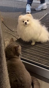 2.1K views · 43 reactions | Keď pes a mačka zakladajú kapelu – názov? Sklenená harmónia! 論 Len kto začne prvý spievať... 來 #catcafe #catsofinstagram #cat #rescue #zachranamaciek #catlover #macaciakaviaren #laskanaprvypohlad | Cat Cafe Mon Ami | Facebook