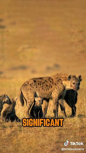 Spotted Hyena Gives Birth: Unique Challenges Explained