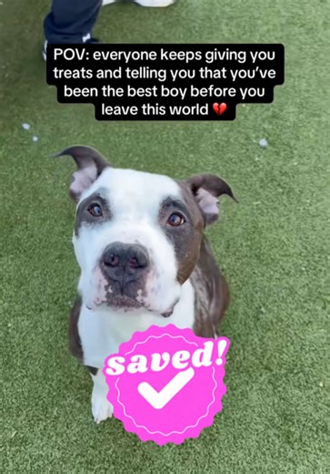 Save Skunk: A Final Chance for a Loving Home