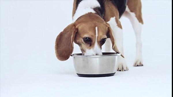 Readerest 1.25 Blue Light Reading Glasses - Lightweight Computer Glasses - Eye Strain, UV Glare Protection (Floral, 1.25 Magnification)