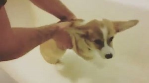 26K views · 1.1K reactions | Corgi floats in an empty bathtub | BuzzSharer Corgis | Facebook