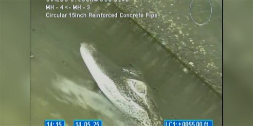 See it: Alligator found 'chilling' in Florida storm drain during pipe inspection