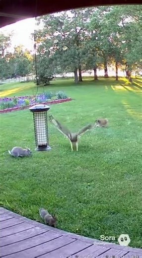 Rabbit Saves Squirrel From Hawk Attack!