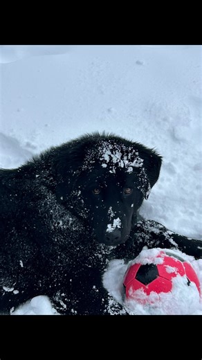 Understanding the Ciobănesc Românesc Corb Breed