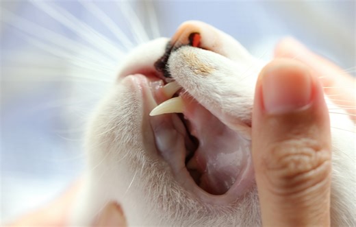 Practical steps to safer, faster dental care | dvm360