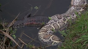 Dead Python Alligator Stock Footage Video (100% Royalty-free) 1384828 | Shutterstock