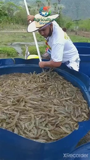 Oportunidades en la Acuicultura de Camarones