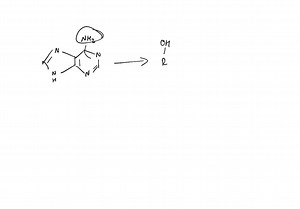 The adenine derivative hypoxanthine can base-pair with both cytosine and adenine. Show the structures of these base pairs. | Numerade