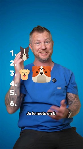 Les 6 chiens les plus intelligents