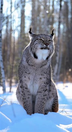 115K views · 6.9K reactions | Experience the haunting scream growl of...