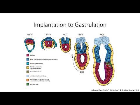 1.3 Preparing Mouse Embryos for Imaging